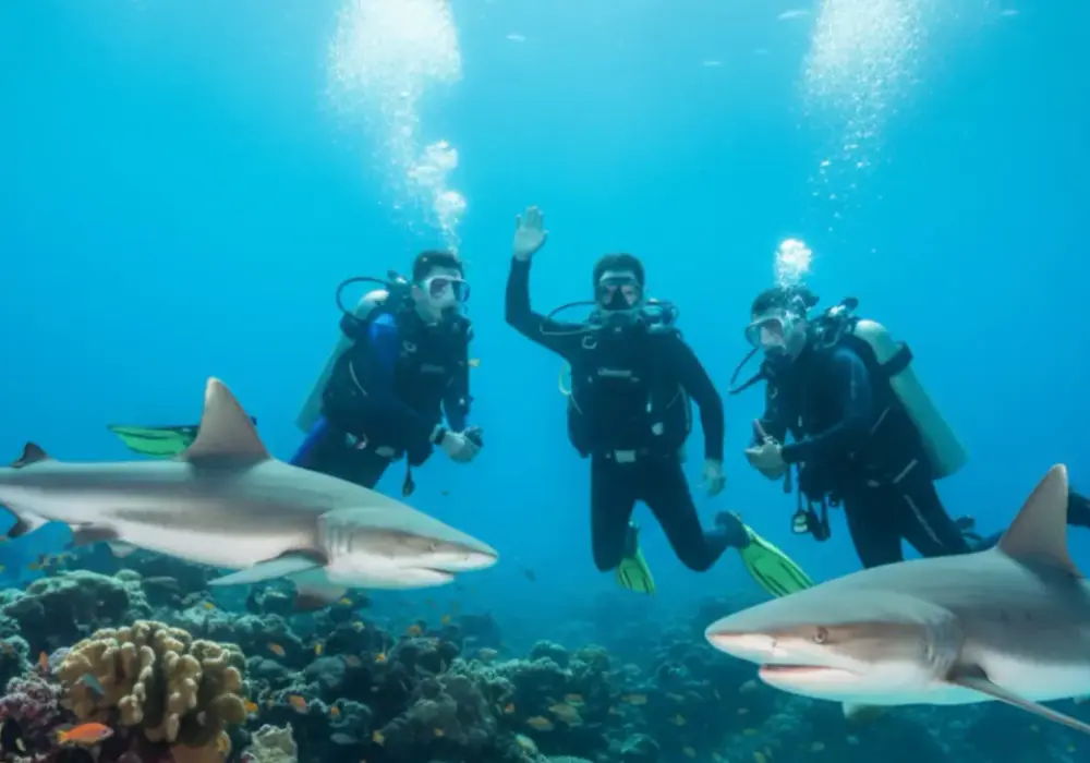 Rekiny w Marsa Alam – czy to zagrożenie? Bezpieczny snorkeling