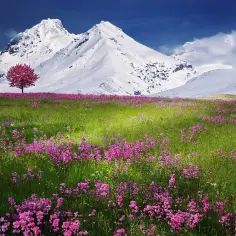 Majestatyczne tatry szczyty w śniegu, a u ich podnóża kwitnąca łąka z różowymi kwiatami i czerwonym drzewem.