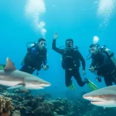 Trzech nurków w Marsa Alam pozdrawia pływające obok rekiny.