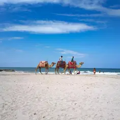 Djerba na co uważać? Wycieczka na wielbłądach po plaży, ludzie kąpią się w morzu.