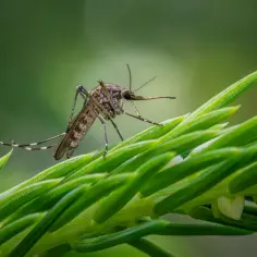 Komar na zielonej gałązce. Czy w Turcji są komary? Tak, jak widać, potrafią uprzykrzyć życie.