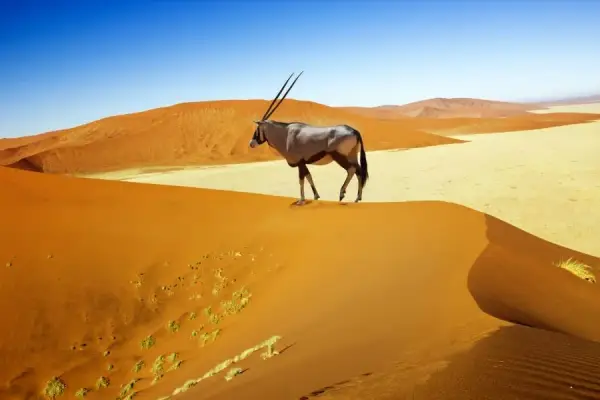 Namibia: kiedy jechać? Najlepszy czas na safari i przygodę